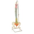 Fabrication Enterprises Anatomical Model - Flexible Spine Didactic with Femur Heads 963481